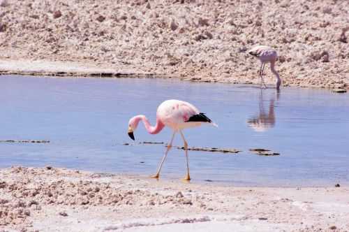 TREKKING NEL DESERTO DI ATACAMA 2015